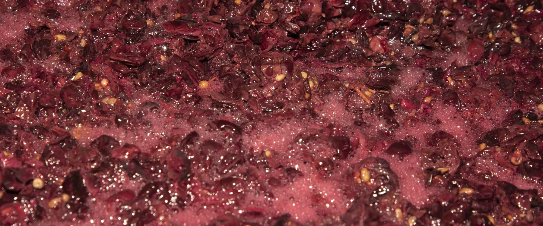 Fermentazione vino rosso